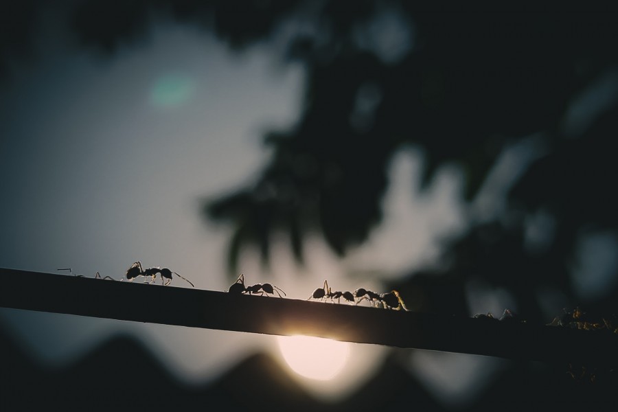 Chemin-Vert : Réunion d’information sur la présence de fourmis